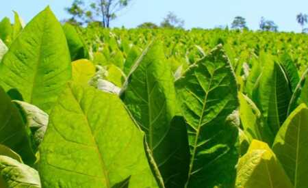 Misiones gana terreno en el mapa tabacalero argentino con una campaña histórica Misiones se acerca a un récord histórico en producción tabacalera con más de 35 millones de kilos acopiados.