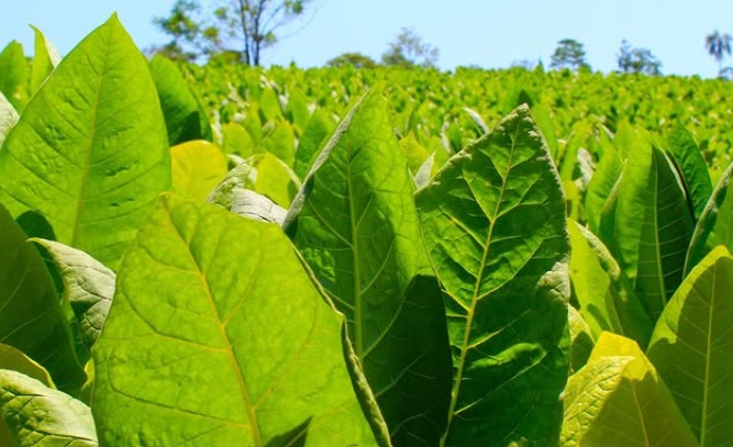 Misiones se acerca a un récord histórico en producción tabacalera con más de 35 millones de kilos acopiados.