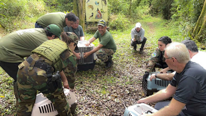 Tras el caso Zoo Bal Park, Fundación Ohana pidió revisar otros espacios con animales en Misiones ohana