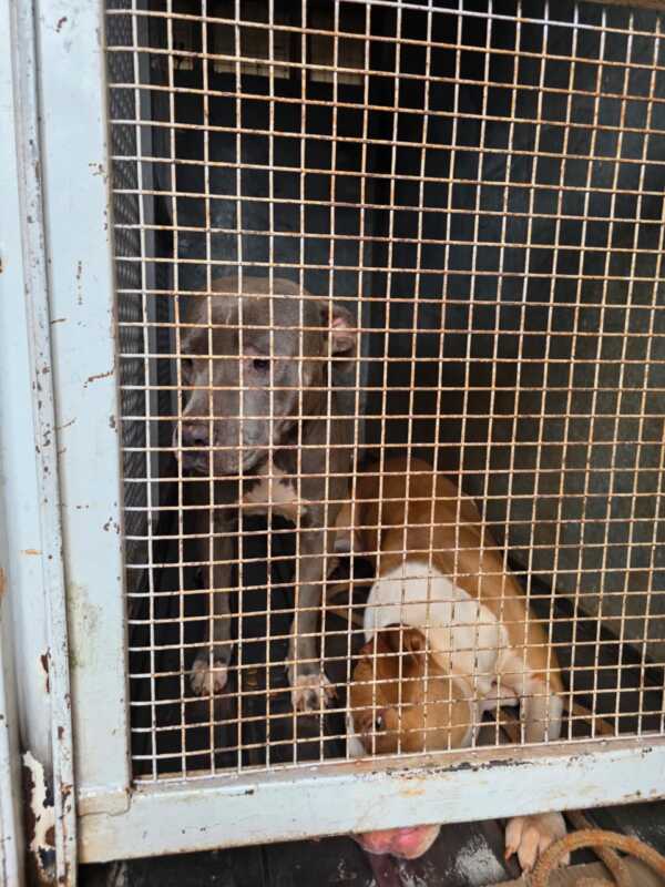 Ataque de perros en Itaembé Miní: “Estamos preocupados porque me parece injusto esto” 2 Ataque