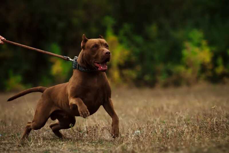 ataques de perros