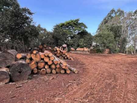 La crisis forestal golpea a Puerto Leoni: cerraron 12 aserraderos y peligran 450 puestos de trabajo Puerto Leoni aserraderos