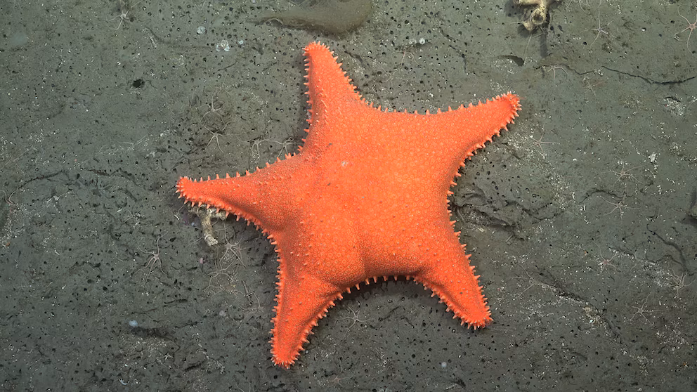 CONICET prepara una nueva expedición al océano profundo para explorar la biodiversidad frente a Chubut conicet5 - 3