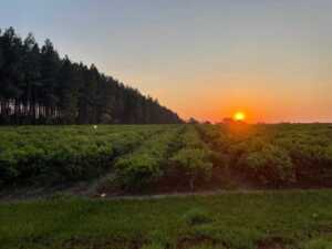 Tres medallas de oro: Jacques Coulon celebró el reconocimiento mundial a sus yerbas en el Mundial yerba mate coulon federal
