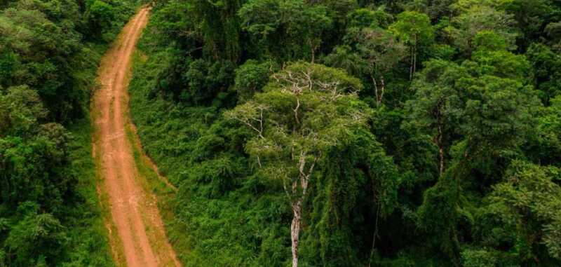 Misiones y los créditos de carbono: qué son y por qué la provincia logró una certificación inédita créditos de carbono en Misiones