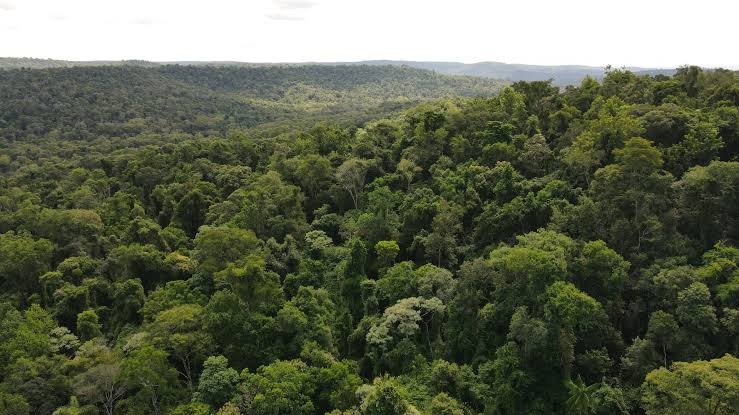 Ecología de Misiones creó el Registro Provincial de Infractores Ambientales para fortalecer el control y la fiscalización Ecología de Misiones creó el Registro Provincial de Infractores Ambientales