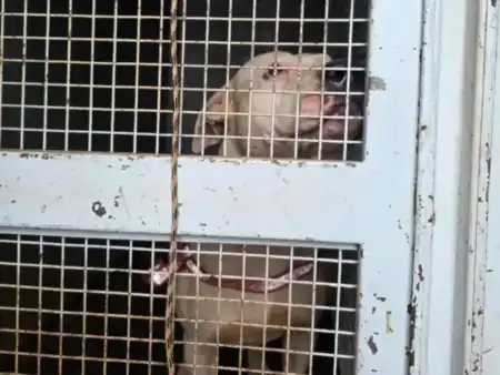 Pitbulls denunciados en Itaembé Miní: fueron rescatados y podrían volver con sus dueños si cumplen las condiciones exigidas pitbull
