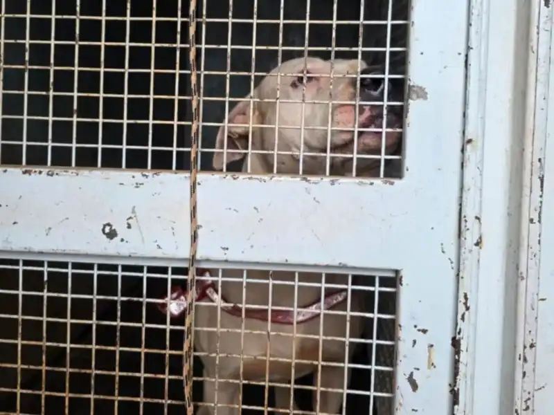 Pitbulls denunciados en Itaembé Miní: fueron rescatados y podrían volver con sus dueños si cumplen las condiciones exigidas pitbull