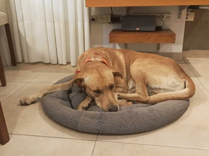 Una familia para Rocco: vecinos de la Chacra 171 en Posadas impulsan su adopción responsable 5 perro rocco 2 - 4