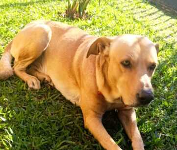 posadas rocco