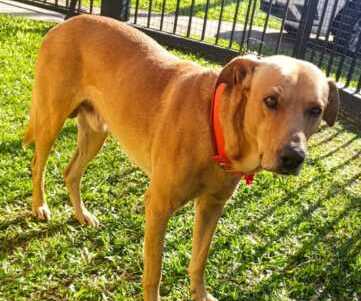 Una familia para Rocco: vecinos de la Chacra 171 en Posadas impulsan su adopción responsable 7 rocco 2 e1781091373931 - 6