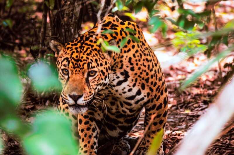 La Organización de las Naciones Unidas (ONU) destacó a Misiones por su innovador seguro para la protección del yaguareté.