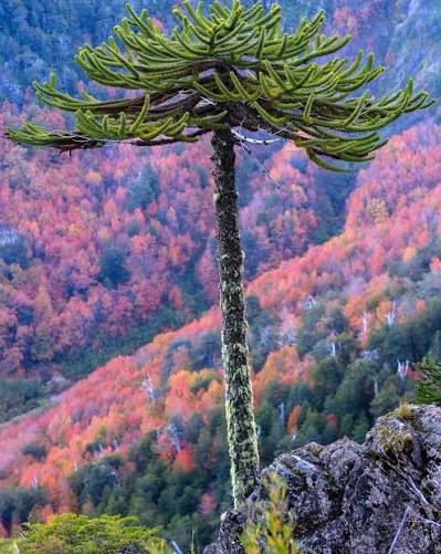 Posadas será sede del V Seminario Binacional de Sustentabilidad de Araucaria en 2027 2 Araucaria