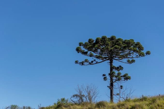 Posadas será sede del V Seminario Binacional de Sustentabilidad de Araucaria en 2027 3 Araucaria