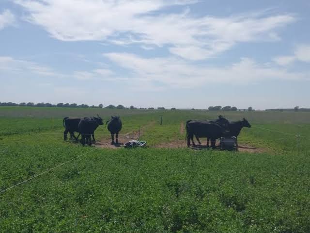 INTA desarrolló envases compostables para carne vacuna que podrían reemplazar al plástico de un solo uso 4 El nuevo desarrollo del INTA propone envases compostables para carne vacuna que mantienen la calidad del producto y reducen el uso de plásticos tradicionales.