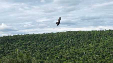 Diputados mandato cumplido de Misiones rechazaron la reforma de la Ley de Tierras con mensaje a senadores ley de tierras misiones