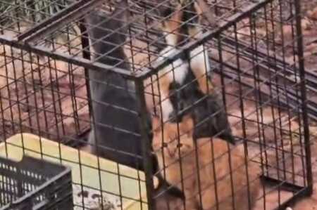 Denuncian presunto maltrato animal en Itaembé Guazú: “Queremos una prohibición de tenencia”, aseguraron Maltrato