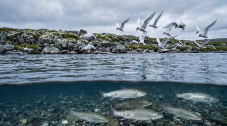Científicos descubren que las aves migratorias transportan menos parásitos de lo que se creía PARASITOS - 2