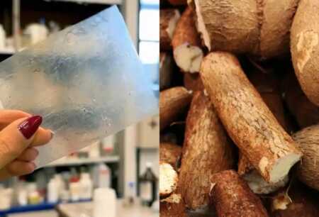 Científicas de la UBA desarrollan un bioplástico con mandioca y yerba mate que se degrada en solo cinco semanas sustituto plástico UBA