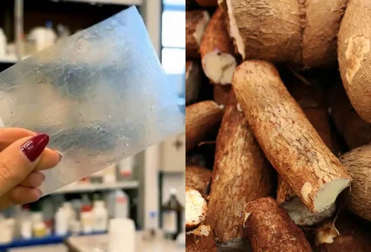 Científicas de la UBA desarrollan un bioplástico con mandioca y yerba mate que se degrada en solo cinco semanas sustituto plástico UBA