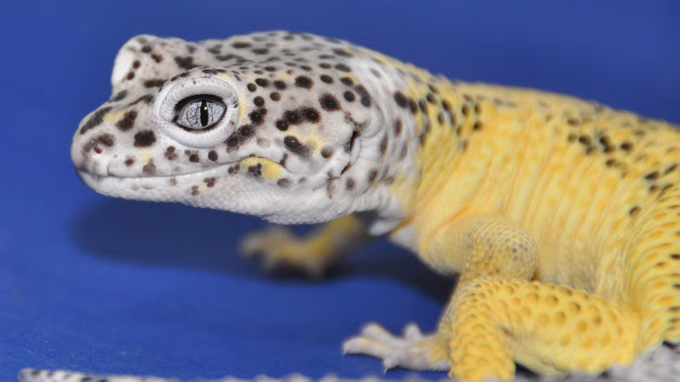 Un gecko con tumores espontáneos podría acelerar la investigación contra el cáncer