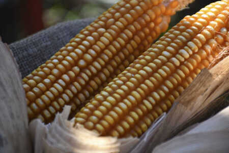 La Ley VIII – Nº 122 crea un programa provincial para impulsar la producción de proteínas vegetales, el procesamiento en origen y la integración entre agricultura y ganadería.