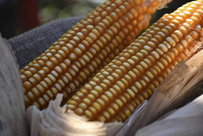 Misiones: puso en vigencia la Ley de Producción de Proteínas Vegetales para la Alimentación Animal La Ley VIII – Nº 122 crea un programa provincial para impulsar la producción de proteínas vegetales, el procesamiento en origen y la integración entre agricultura y ganadería.