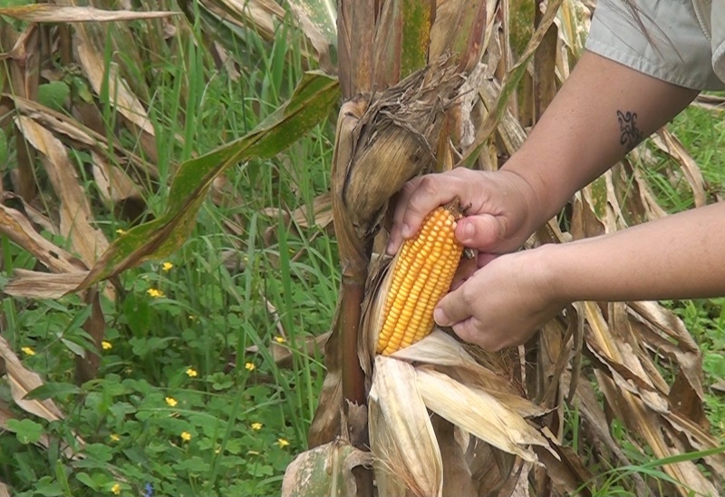 Misiones: puso en vigencia la Ley de Producción de Proteínas Vegetales para la Alimentación Animal 2 La nueva normativa promueve cultivos sustentables, agregado de valor y mayores oportunidades para productores y cooperativas misioneras.