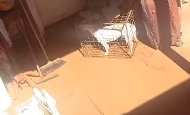 maltrato 