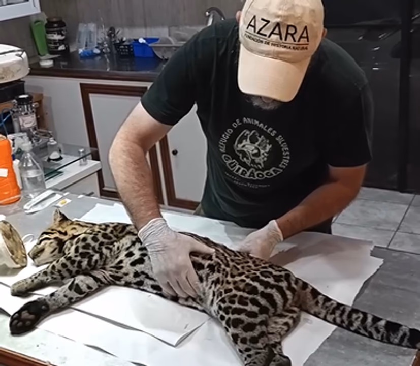 El ocelote hembra fue liberado en el Parque Nacional Iguazú luego de cinco meses de rehabilitación tras sufrir un atropellamiento.