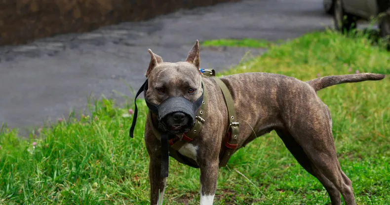 Rabia en Argentina: una enfermedad prevenible que sigue siendo un desafío para la salud pública 2 Especialistas recuerdan que mantener al día el calendario sanitario de las mascotas protege tanto a los animales como a las personas frente a la rabia.