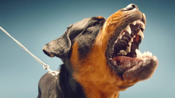 Misiones reglamenta la tenencia responsable de perros potencialmente peligrosos 1 Misiones busca fortalecer la prevención de ataques y promover una convivencia segura entre personas y mascotas.
