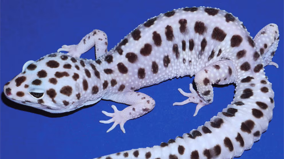 reptil2 - 3