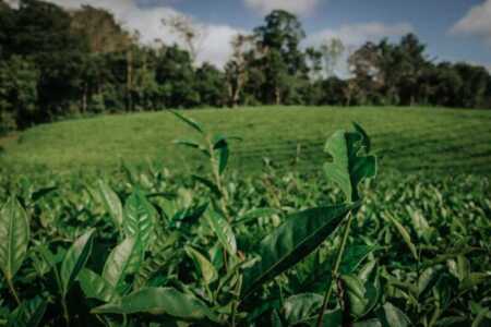 Producción, costos y mercados: el informe que muestra cómo fue la zafra tealera 2025-2026 innovacion agro misionero