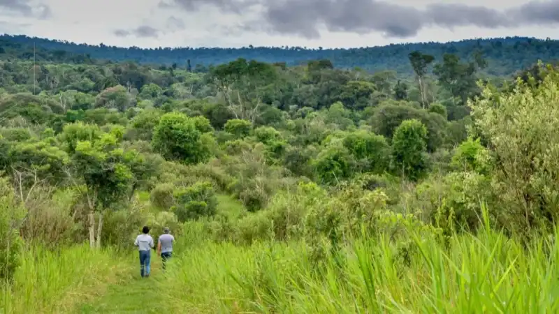 Créditos de carbono: Misiones explicará en Puerto Esperanza cómo se distribuirán los beneficios económicos 2 Misiones realizará un taller en Puerto Esperanza para explicar cómo se distribuirán los beneficios económicos derivados de los créditos de carbono.