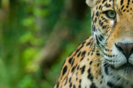 Misiones yaguareté