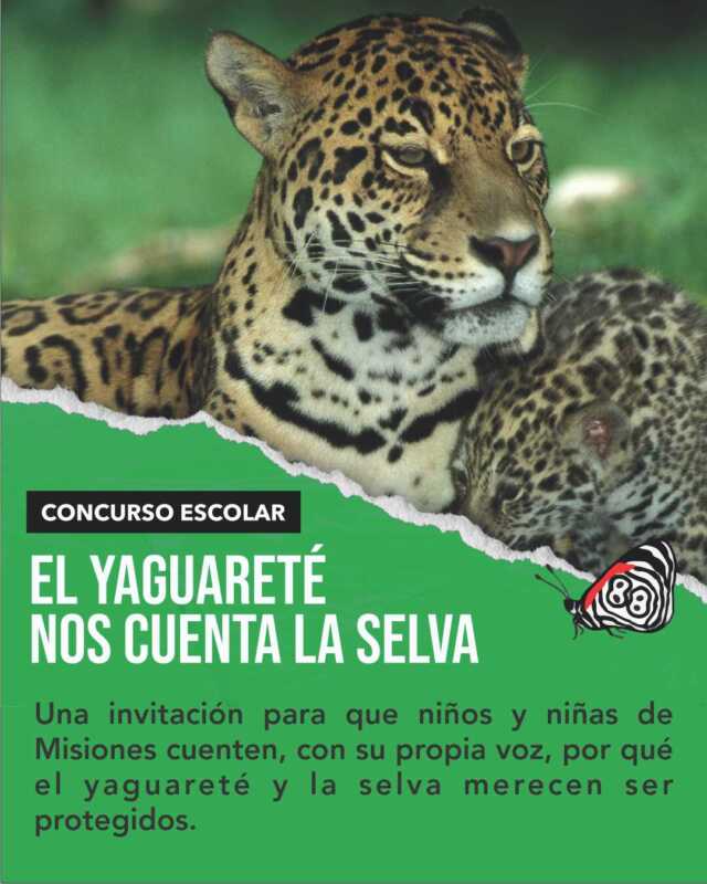 Misiones yaguareté