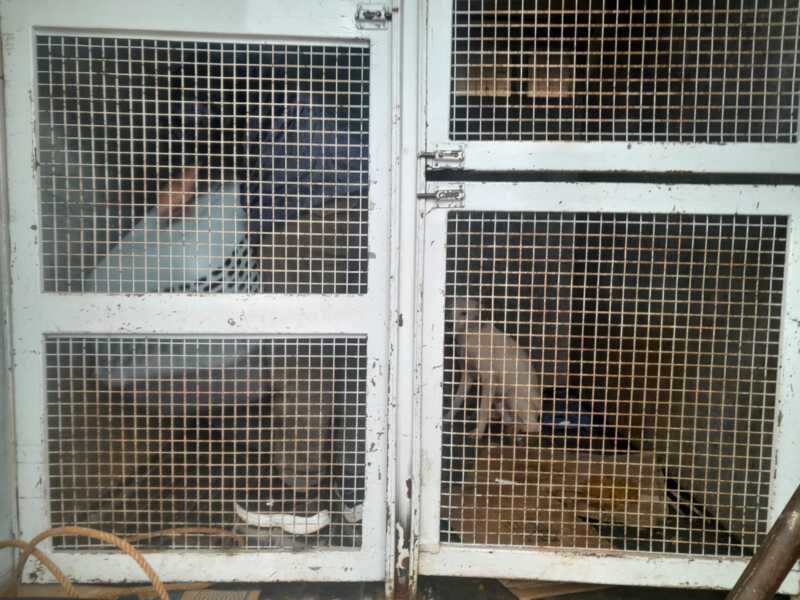 Allanaron una vivienda por una causa de presunto maltrato animal y secuestraron 14 mascotas en Posadas maltrato animal