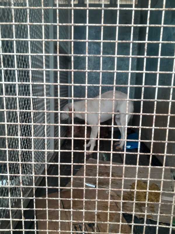Allanaron una vivienda por una causa de presunto maltrato animal y secuestraron 14 mascotas en Posadas 3 WhatsApp Image 2026 08 03 at 19.29.28 - 2