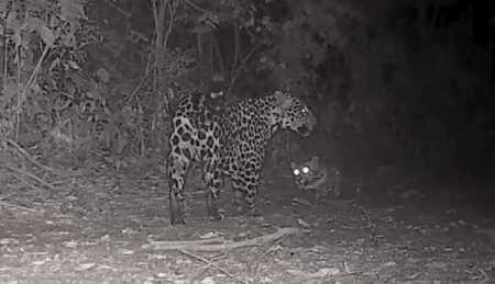 Una yaguareté y su cría fueron captadas jugando en el Parque Nacional Iguazú yaguareté en Iguazú