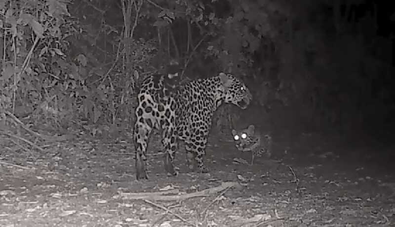 Una yaguareté y su cría fueron captadas jugando en el Parque Nacional Iguazú yaguareté en Iguazú