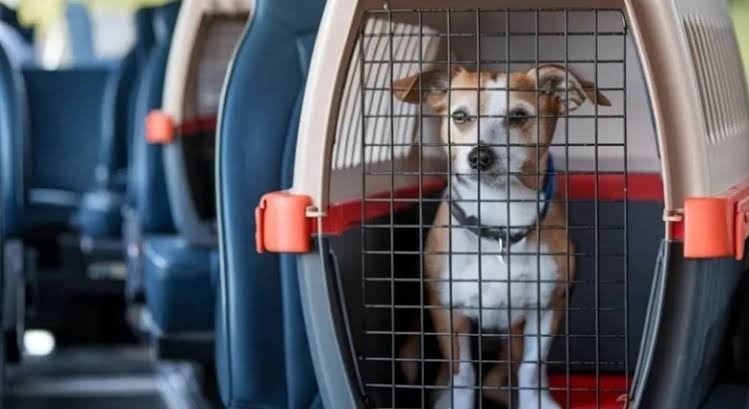 Posadas habilitó el traslado de mascotas en colectivos urbanos bajo condiciones de seguridad mascotas transporte urbano posadas