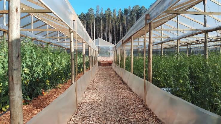 Bioinsumos en Misiones: Biofábrica avanza con alternativas para reducir químicos, pero aún no existen bioherbicidas registrados 8 biofabrica 6 - 7