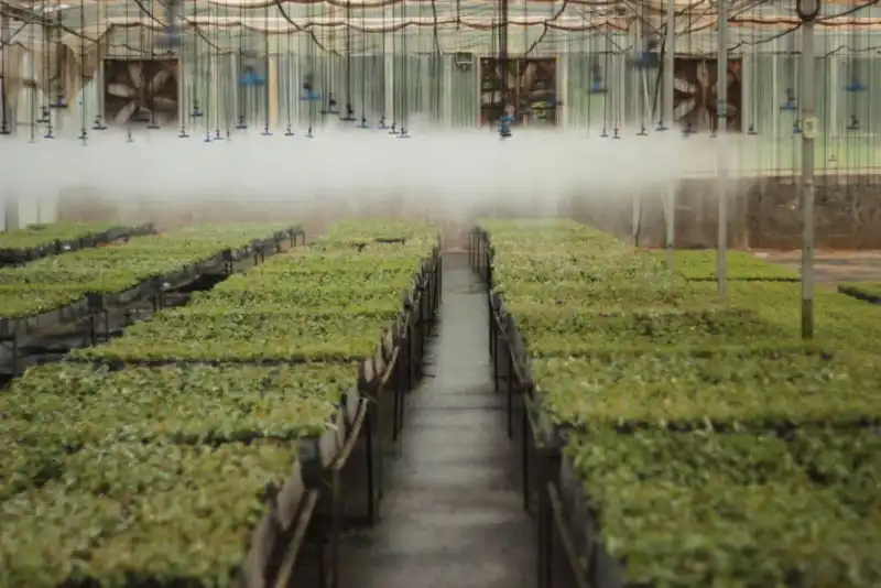 Bioinsumos en Misiones: Biofábrica avanza con alternativas para reducir químicos, pero aún no existen bioherbicidas registrados 6 biofabrica misiones - 5