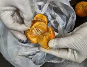 Intentó ingresar cocaína oculta dentro de limones para un detenido en Iguazú cocaína