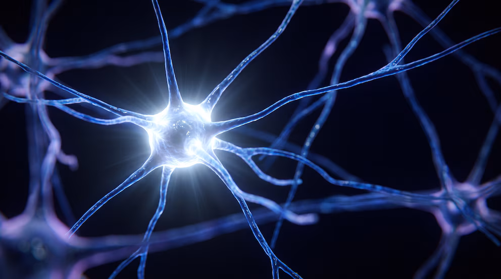 El estrés infantil puede dejar una “cicatriz” en el cerebro y afectar la salud mental 4 La huella del estrés infantil en el cerebro puede durar hasta la adultez