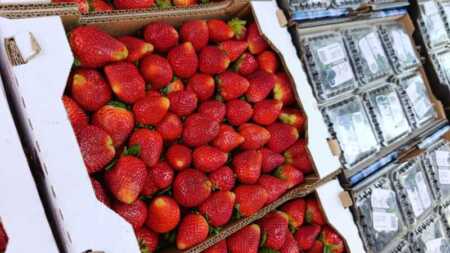 Frutilla y arándano con pagos en efectivo lideran las tendencias de frutas y verduras en Posadas