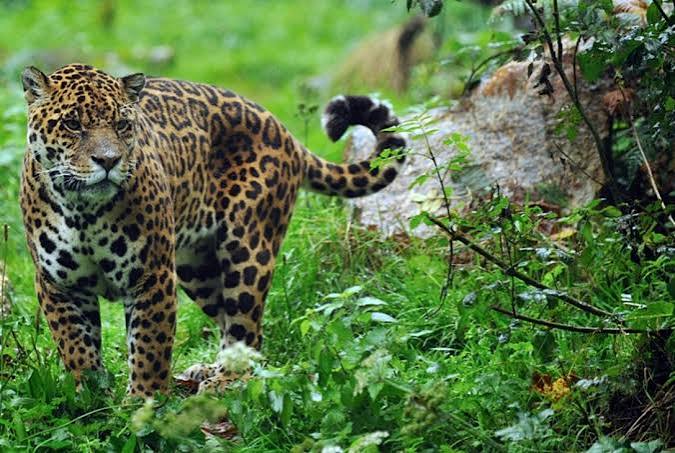 Misiones avanza en una normativa integral para fortalecer el control de la fauna silvestre y exótica images 11 - 2