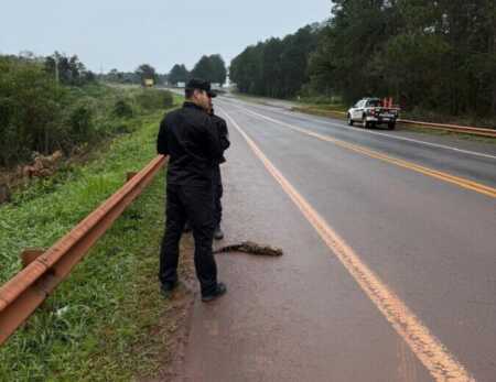 Hallaron muerto a un ocelote tras ser atropellado sobre la Ruta 12 en Puerto Libertad ocelote