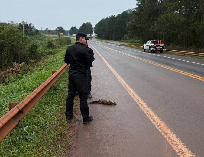Hallaron muerto a un ocelote tras ser atropellado sobre la Ruta 12 en Puerto Libertad ocelote